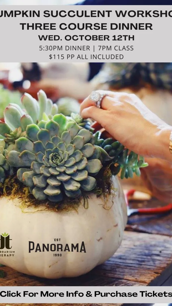 Person arranging succulent arrangement