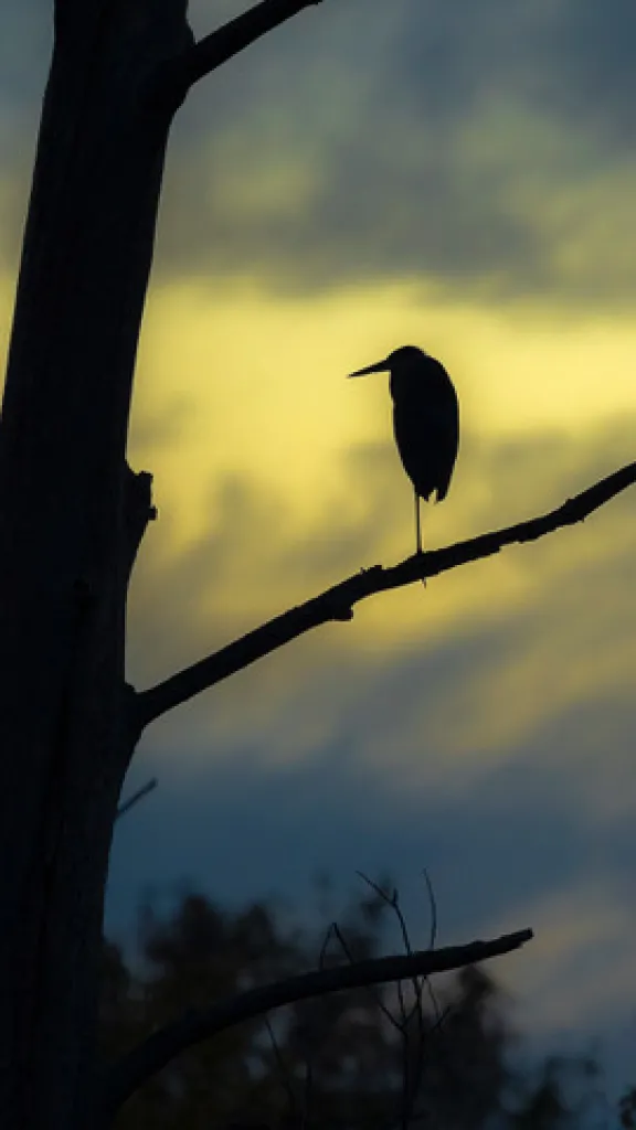 Bird on tree at dusk