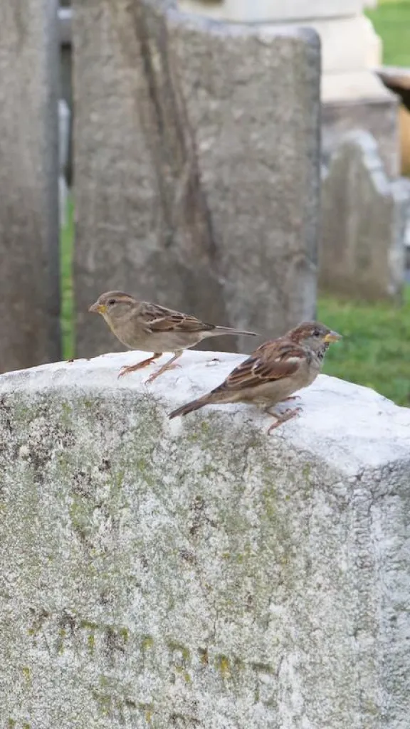 Bird at Christ Church Burial Ground