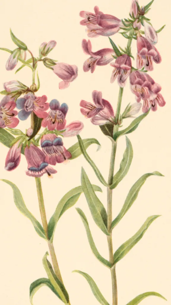 wild flower drawings of Mary Vaux Walcott