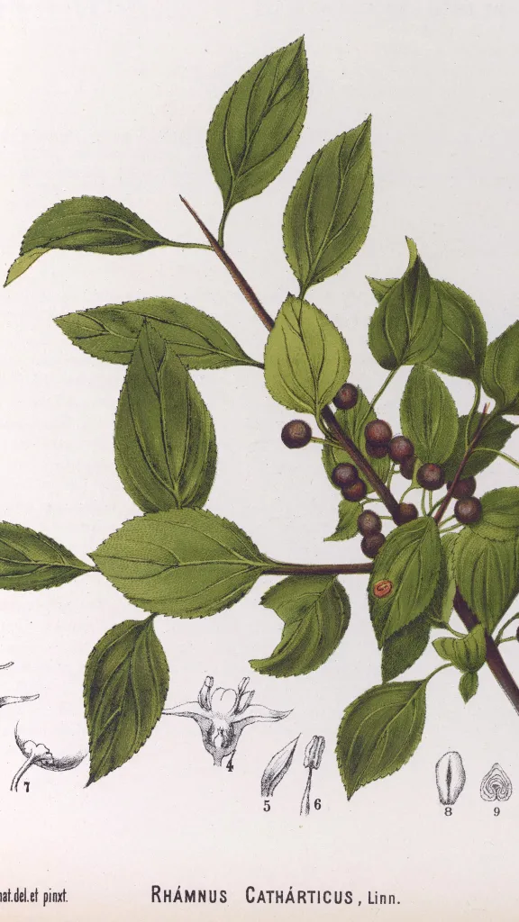 The Troubled History of Alternative Medicine