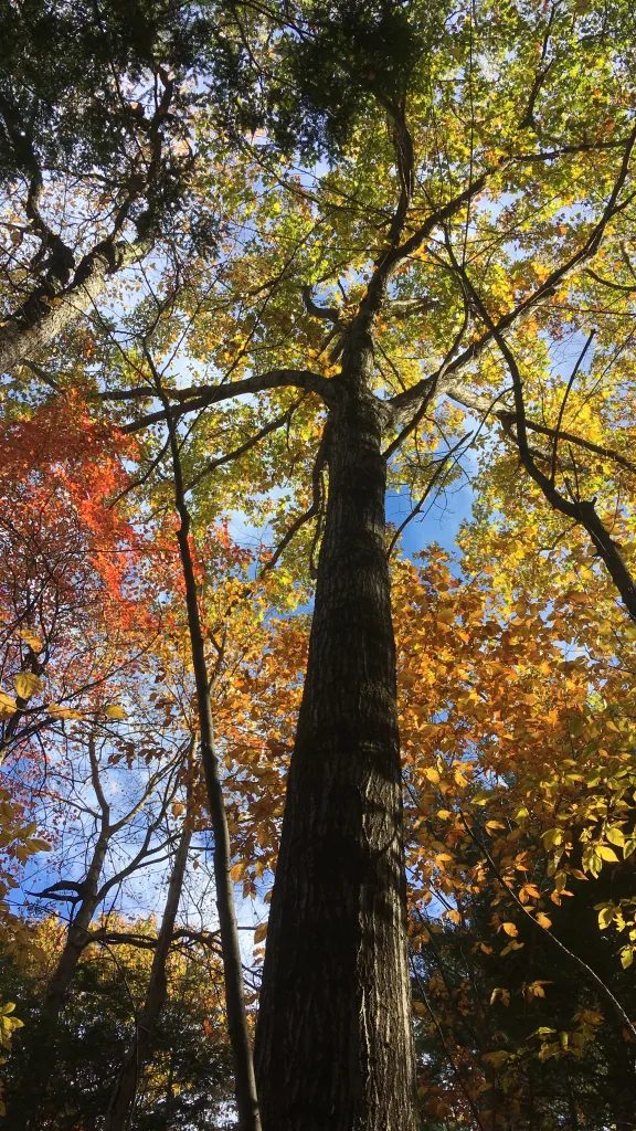 The Museum for Art in Wood presents : To Understand a Tree - A Conversation with Artist Gina Siepel and Dr. Michael Mann