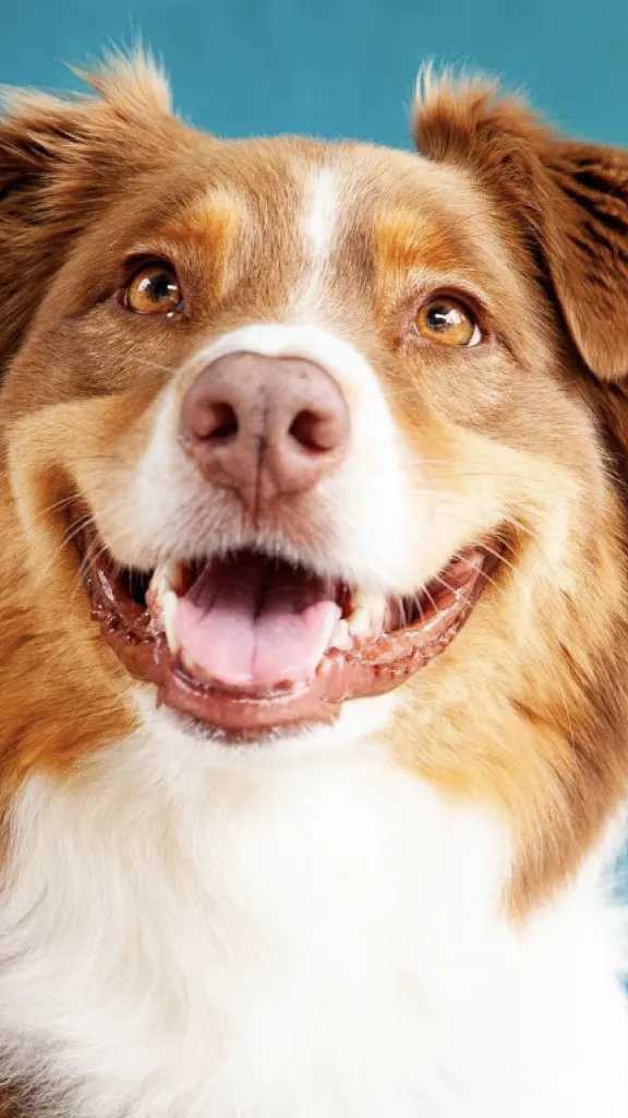 brown, tan and white Australian Shepherd smiling for the camera against a blue background