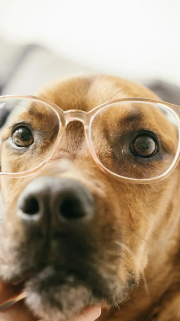 brown dog wearing clear glasses, looking intently at the camera