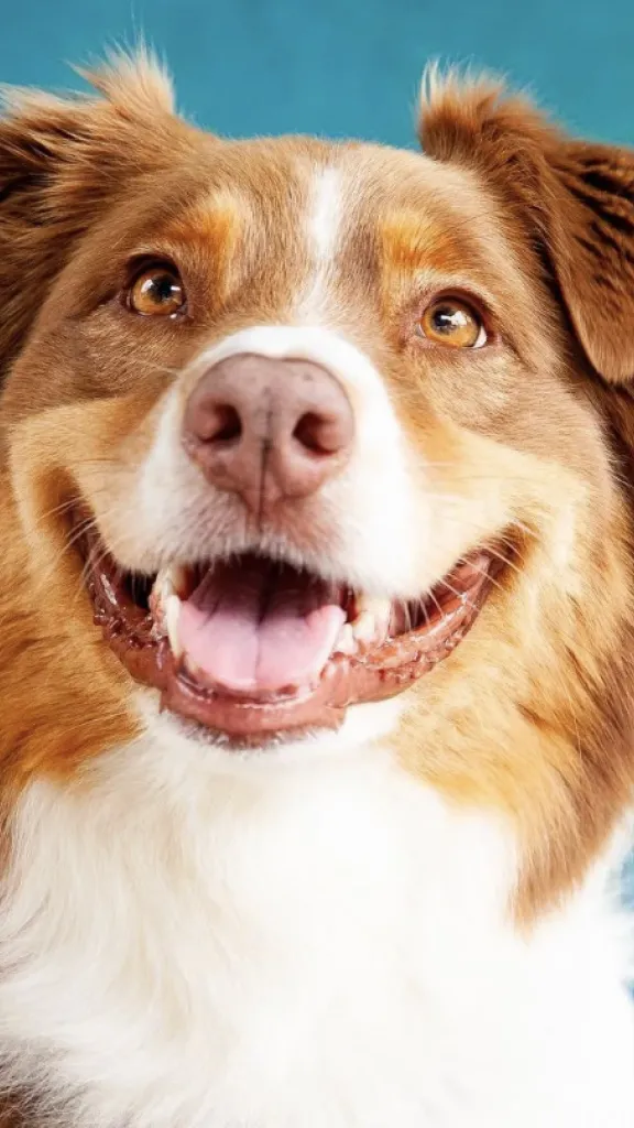 brown and white aussie dog, smiling, against blue background