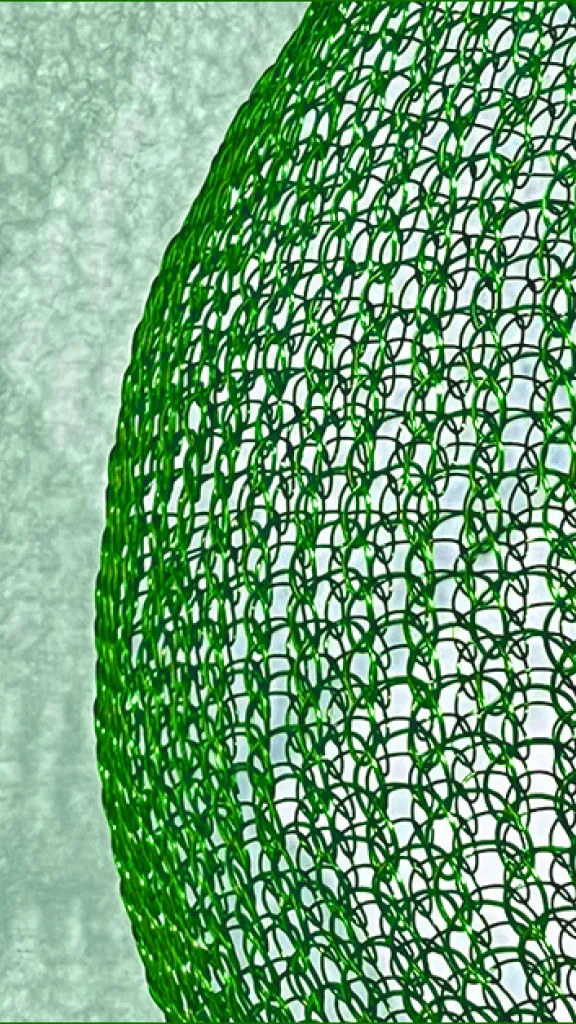 A forest of colours - green