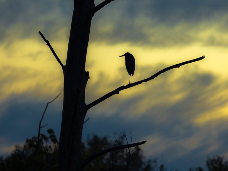 Bird on tree at dusk