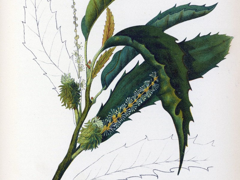 Iimage from Medicinal Plants: An Illustrated and Descriptive Guide to Plants Indigenous to and Naturalized in the United States, Volume II, by Charles Frederick Millspaugh, 1892