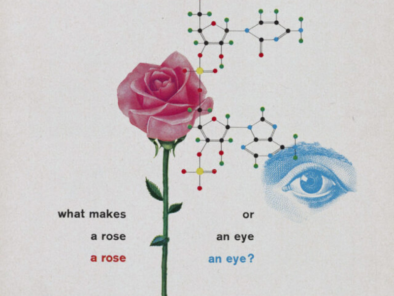 illustration featuring rose, molecular structure, and and eye