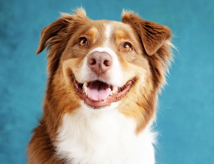 brown and white aussie dog, smiling, against blue background