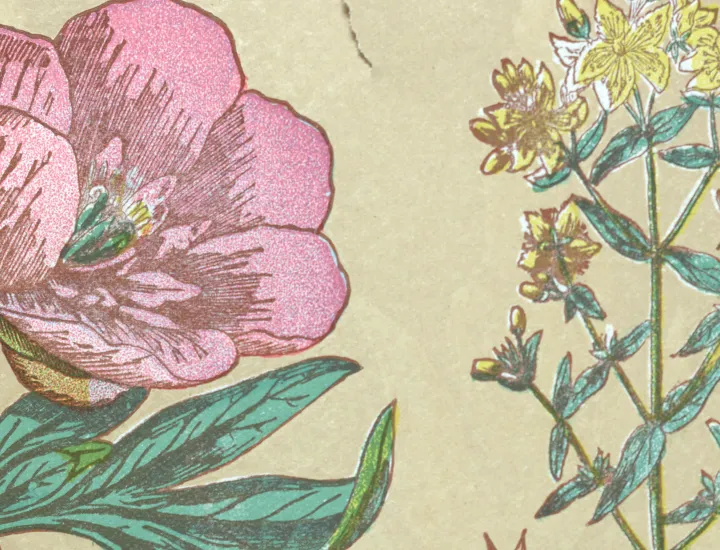 First Friday: May Flowers